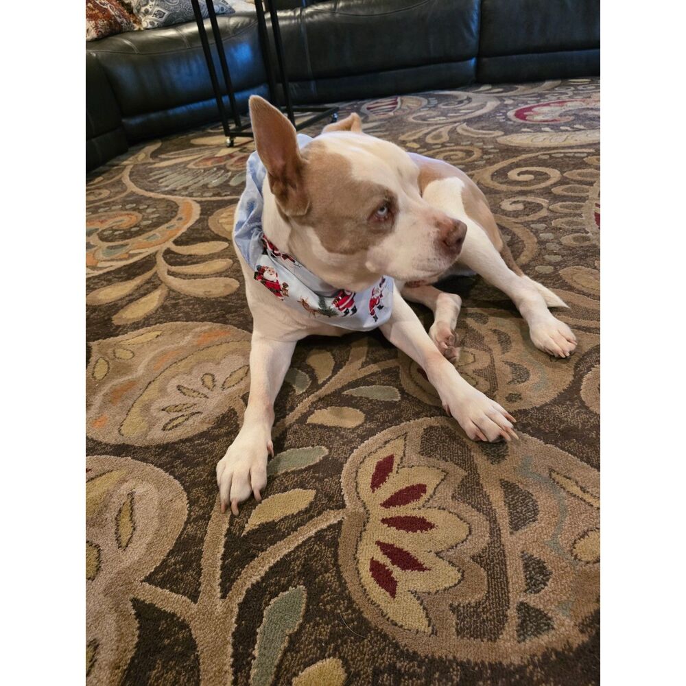 Christmas Holiday Scrunchie Bandana for Dogs Set of 5 Reversible Hand Sewn SZ LG